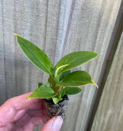 Philodendron Thai Congo – Starter Plant | Rare Tropical Aroid | Indoor/Outdoor | Easy-Care