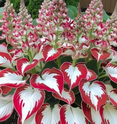 Hosta ‘Red White’ – Perennial Shade Plant Seeds