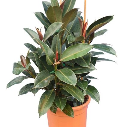 Ficus elastica ‘Melanie’ – Starter Plant | Rubber Plant | Indoor Houseplant | Easy-Care