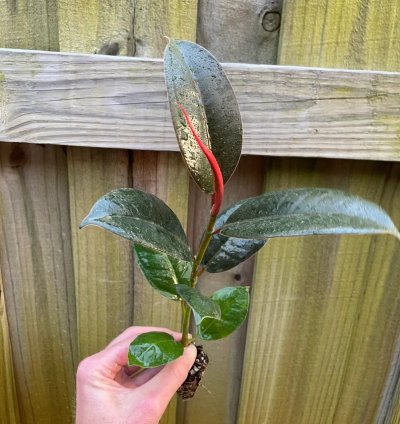 Ficus elastica ‘Melanie’ – Starter Plant | Rubber Plant | Indoor Houseplant | Easy-Care