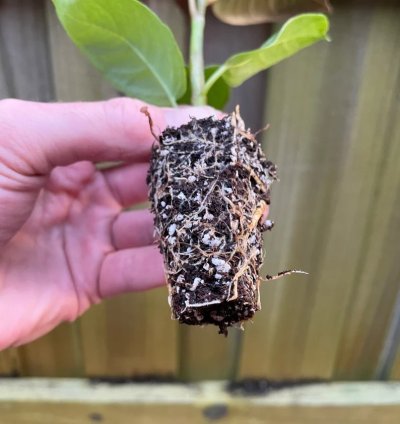 Ficus elastica ‘Melanie’ – Starter Plant | Rubber Plant | Indoor Houseplant | Easy-Care