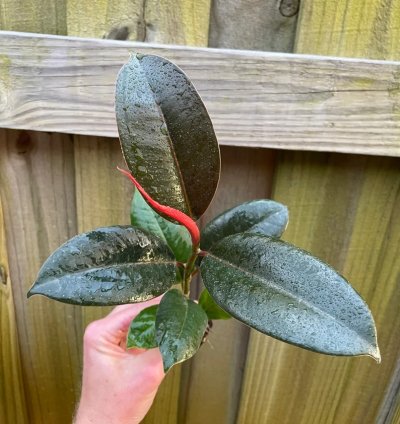 Ficus elastica ‘Melanie’ – Starter Plant | Rubber Plant | Indoor Houseplant | Easy-Care