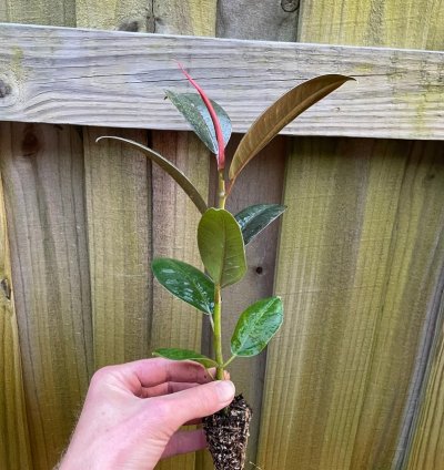 Ficus elastica ‘Melanie’ – Starter Plant | Rubber Plant | Indoor Houseplant | Easy-Care