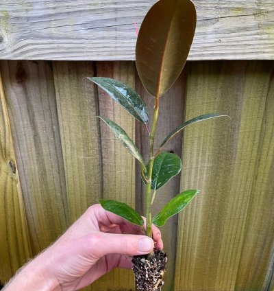 Ficus elastica ‘Melanie’ – Starter Plant | Rubber Plant | Indoor Houseplant | Easy-Care