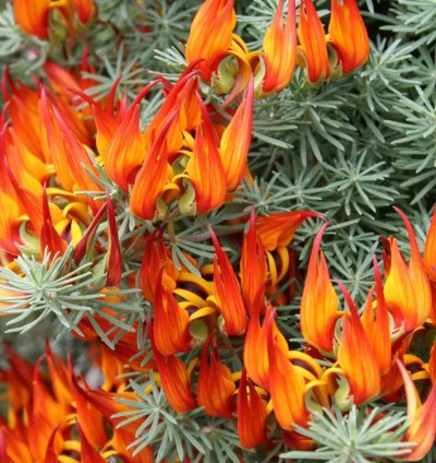 Lotus berthelotii Seeds – Parrot’s Beak Flower (Coral Gem)