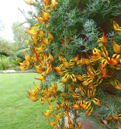 Lotus berthelotii Seeds – Parrot’s Beak Flower (Coral Gem)