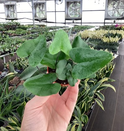 Ficus elastica ‘Melanie’ – Starter Plant | Rubber Plant | Indoor Houseplant | Easy-Care