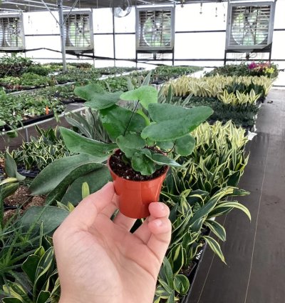 Ficus elastica ‘Melanie’ – Starter Plant | Rubber Plant | Indoor Houseplant | Easy-Care