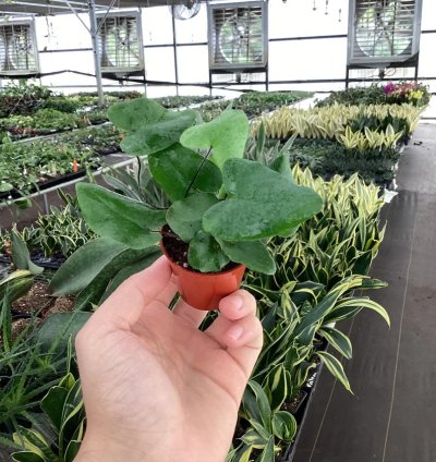 Ficus elastica ‘Melanie’ – Starter Plant | Rubber Plant | Indoor Houseplant | Easy-Care
