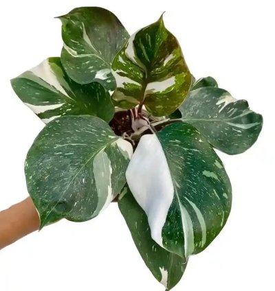 Philodendron White Knight – Starter Plant