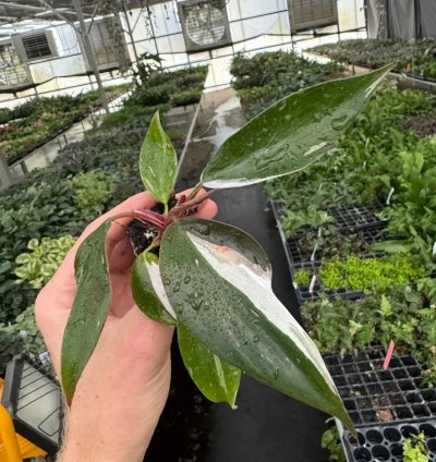 Philodendron White Knight – Starter Plant