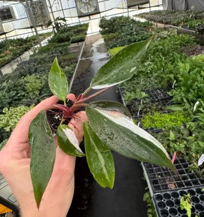 Philodendron White Knight – Starter Plant