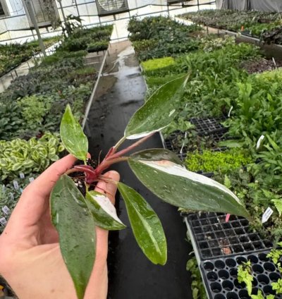 Philodendron White Knight – Starter Plant