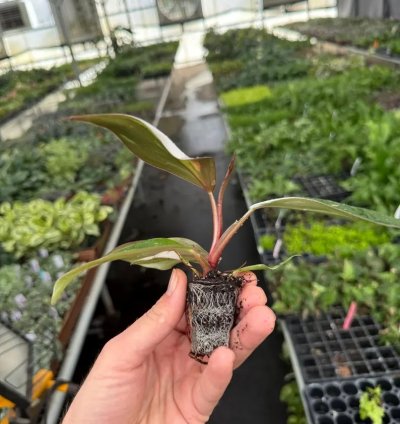 Philodendron White Knight – Starter Plant