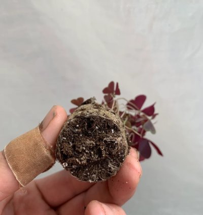 Oxalis Triangularis ‘Ebony Allure’ – Starter Plant | Purple Shamrock | Indoor/Outdoor