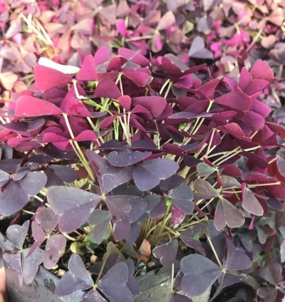 Oxalis Triangularis ‘Ebony Allure’ – Starter Plant | Purple Shamrock | Indoor/Outdoor