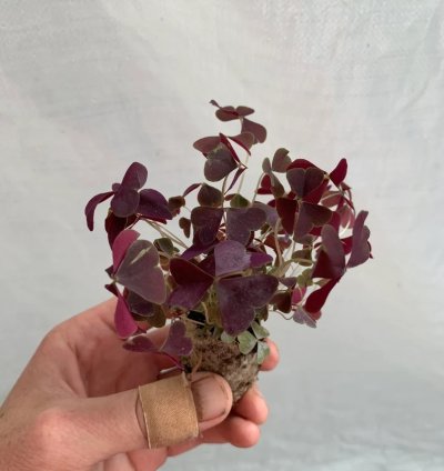 Oxalis Triangularis ‘Ebony Allure’ – Starter Plant | Purple Shamrock | Indoor/Outdoor