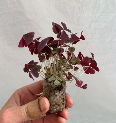 Oxalis Triangularis ‘Ebony Allure’ – Starter Plant | Purple Shamrock | Indoor/Outdoor