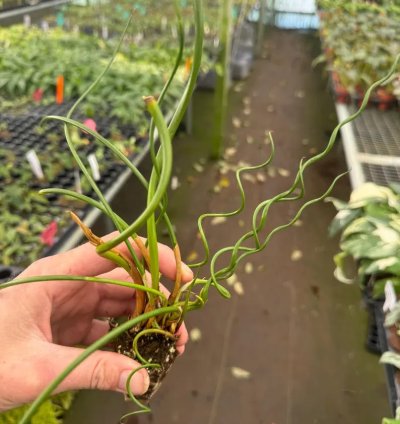 Juncus spiralis – Starter Plant | Corkscrew Rush | Twisted Grass