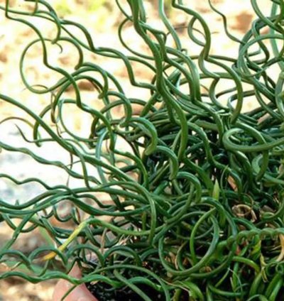 Juncus spiralis – Starter Plant | Corkscrew Rush | Twisted Grass