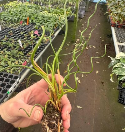 Juncus spiralis – Starter Plant | Corkscrew Rush | Twisted Grass