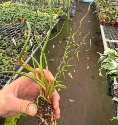 Juncus spiralis – Starter Plant | Corkscrew Rush | Twisted Grass