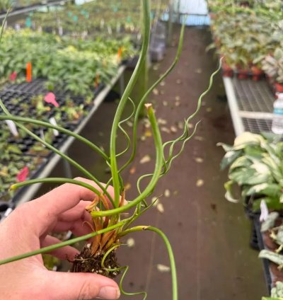 Juncus spiralis – Starter Plant | Corkscrew Rush | Twisted Grass