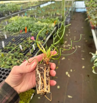 Juncus spiralis – Starter Plant | Corkscrew Rush | Twisted Grass