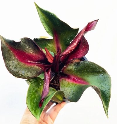 Philodendron Red Heart – Starter Plant | Aroid | Indoor Houseplant | Heart-Shaped Foliage