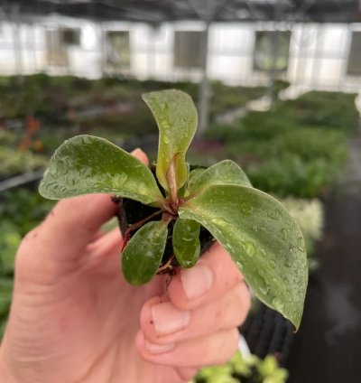 Philodendron Red Heart – Starter Plant | Aroid | Indoor Houseplant | Heart-Shaped Foliage