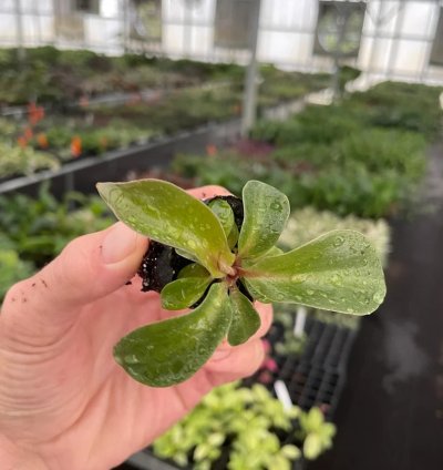 Philodendron Red Heart – Starter Plant | Aroid | Indoor Houseplant | Heart-Shaped Foliage