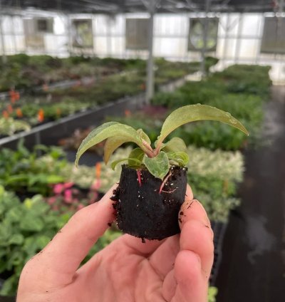 Philodendron Red Heart – Starter Plant | Aroid | Indoor Houseplant | Heart-Shaped Foliage