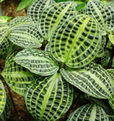 Geogenanthus poeppigii – Starter Plant | Jewel Houseplant | Exotic Foliage | Indoor Tropical Beauty