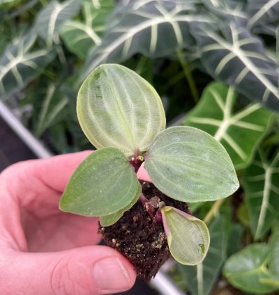 Geogenanthus poeppigii – Starter Plant | Jewel Houseplant | Exotic Foliage | Indoor Tropical Beauty