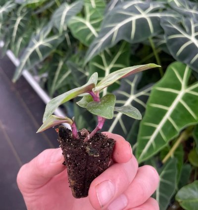Geogenanthus poeppigii – Starter Plant | Jewel Houseplant | Exotic Foliage | Indoor Tropical Beauty