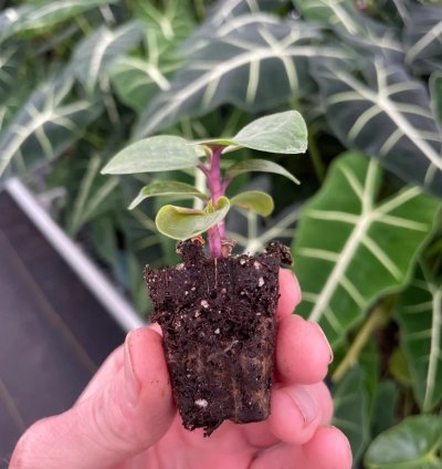 Geogenanthus poeppigii – Starter Plant | Jewel Houseplant | Exotic Foliage | Indoor Tropical Beauty