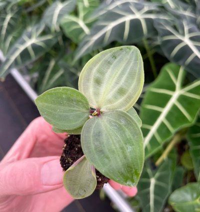 Geogenanthus poeppigii – Starter Plant | Jewel Houseplant | Exotic Foliage | Indoor Tropical Beauty