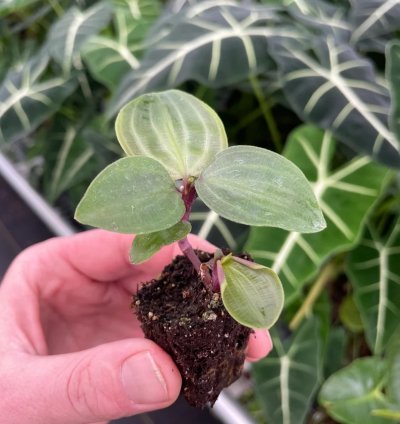 Geogenanthus poeppigii – Starter Plant | Jewel Houseplant | Exotic Foliage | Indoor Tropical Beauty