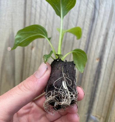 Tacca integrifolia – White Bat Flower | Starter Plant | Exotic Tropical Rarity | Indoor Shade Plant