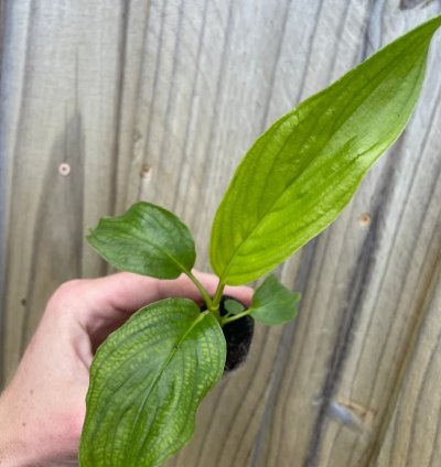 Tacca integrifolia – White Bat Flower | Starter Plant | Exotic Tropical Rarity | Indoor Shade Plant