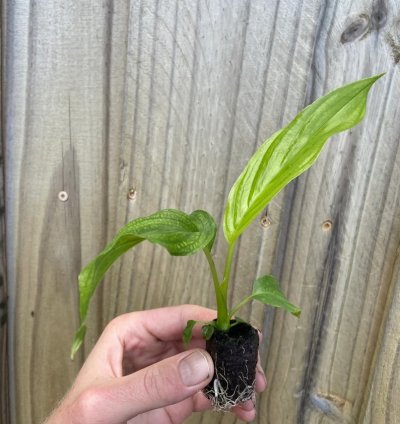 Tacca integrifolia – White Bat Flower | Starter Plant | Exotic Tropical Rarity | Indoor Shade Plant