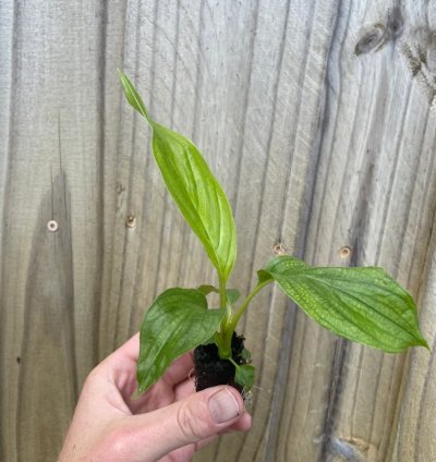 Tacca integrifolia – White Bat Flower | Starter Plant | Exotic Tropical Rarity | Indoor Shade Plant
