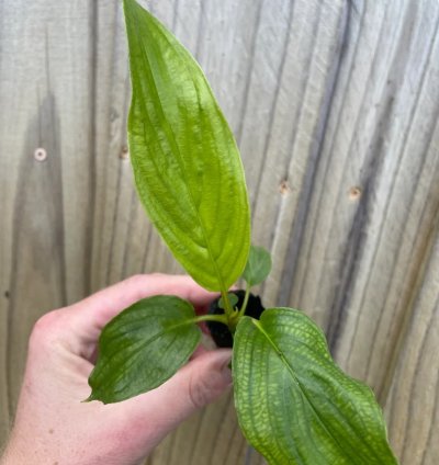 Tacca integrifolia – White Bat Flower | Starter Plant | Exotic Tropical Rarity | Indoor Shade Plant