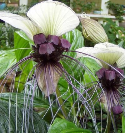 Tacca integrifolia – White Bat Flower | Starter Plant | Exotic Tropical Rarity | Indoor Shade Plant