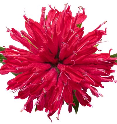 Pardon My Cerise Bee Balm