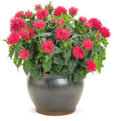 Pardon My Cerise Bee Balm