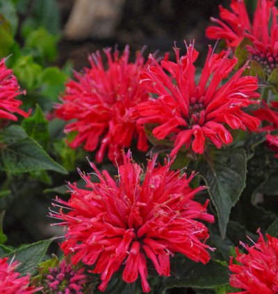 Pardon My Cerise Bee Balm