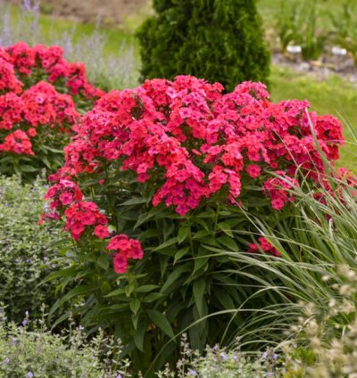 Luminary Sunset Coral Tall Garden Phlox