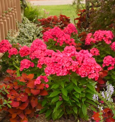 Luminary Sunset Coral Tall Garden Phlox