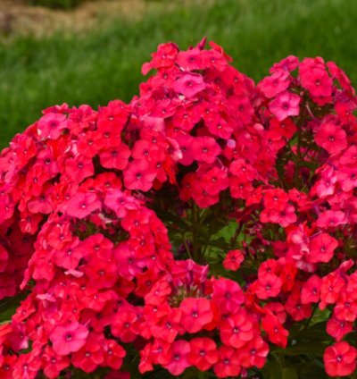 Luminary Sunset Coral Tall Garden Phlox